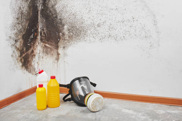 Trusted Pittsburgh, PA Mold Inspection, Removal & Remediation Experts